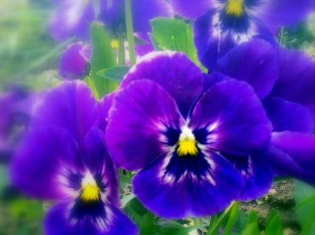 pansy âœ¿ - nature, pansy, blue, flower