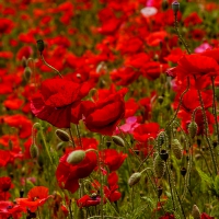 Poppies