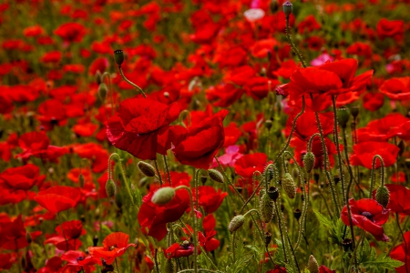 Poppies - glower, flowers, poppy, poppies, nature, fields, red, field