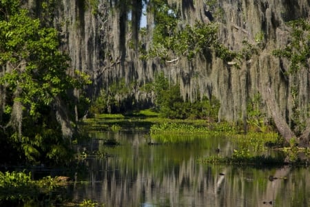 swamp - nature, fun, lake, forest, cool