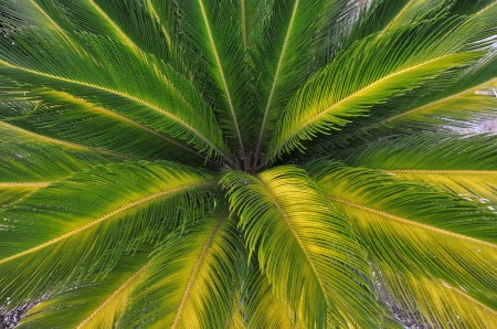 Palm - nature, palm tree, palms, green, palm