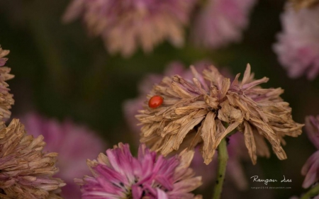 Red bug, dried flowers - photography, wallpaper, spring, nature, ladybug, bugs, hd, abstract, macro, petals, flowers