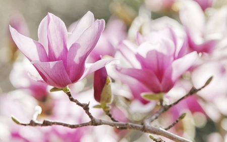 Magnolia - bokeh, pink, petals, flowers, magnolia, flower