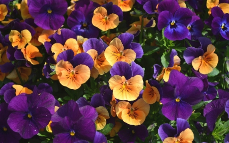 Pansies - violas, pansy, orange, flowers, flower, pansies, viola, violet