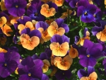 Pansies