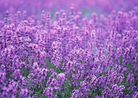 Lavender - flowers, summer, violet, field, flower, Lavender