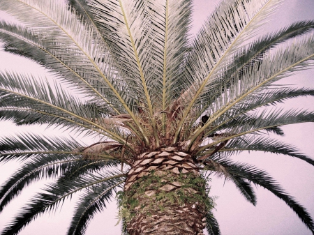 Palm Tree - nature, palm trees, trees, palm tree, palms, tree, palm