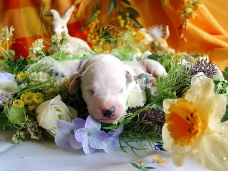 Easter Puppy - blossoms, basket, eggs, bunny, daffodil