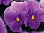 Pansies