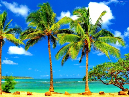 The Indian Ocean - summer, sand, water, clouds, palms