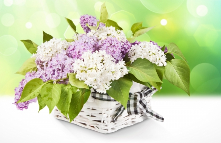 Lilacs - flowers, nature, lilac, lilacs, with love