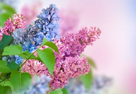 Spring Flowers - spring flowers, flowers, spring, nature, lilac, lilacs