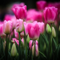 Tulips