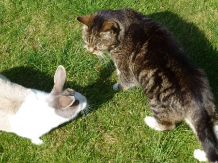 cat meets bunny - white, rabbit, striped, shadows