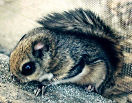 momonga(flying squirrel) - glider, leaps, from, tree