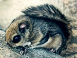 momonga(flying squirrel)