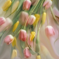 SOFT TULIPS