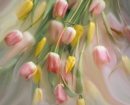 SOFT TULIPS - yellows, soft, tulips, flowers, pinks, spring