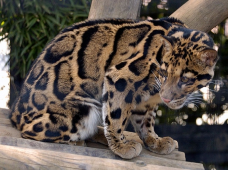 clouded leopard - jungle, endangered, forests, rare