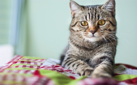 Beautiful Cat â™¥ - tabby, cat, adorable, kitty, photography, cute, blanket