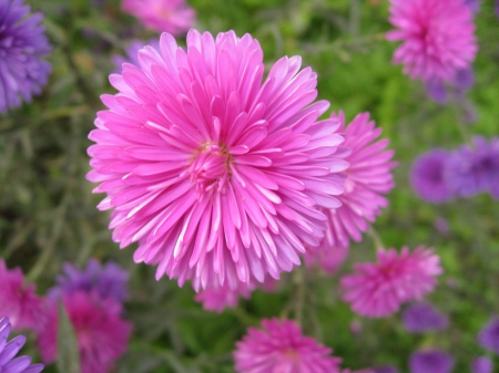 Red Aster - red, aster, flowers, spring, nature