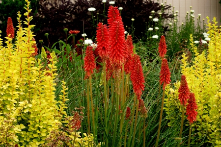 Flowers Growing In The Garden - nature, yellow, red, beautiful, green, flowers