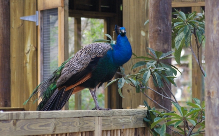 Peacock Perch F1 - bird, Cypress Lake, avian, USA, photography, photo, Florida, wide screen, animal, peacock, wildlife