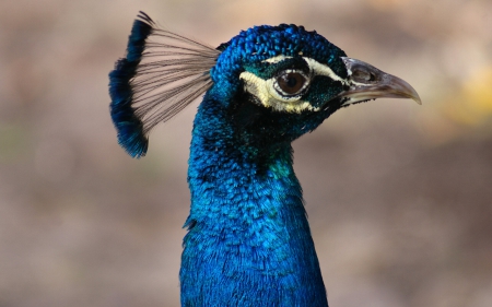 Bright-eyed Peacock - wildlife, wide screen, animal, florida, bird, photo, avian, cypress lake, usa, peacock, photography