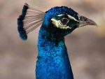 Bright-eyed Peacock