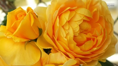 Big yellow roses - nature, pretty, yellow, roses