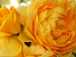 Big yellow roses