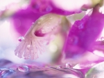 Water drops on pink flower