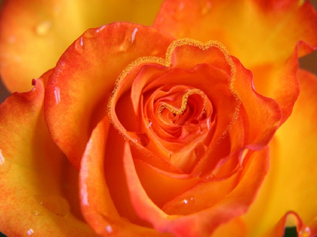 Heart of Spring - yellow, glitter heart, beauty, droplets, love, orange, nature, water drops, rose, rain drops