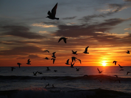 Feeling of Freedom - sky, ocean, clouds, sunset, birds, waves