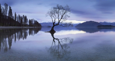 That Tree - lake, reflection, blue, tree