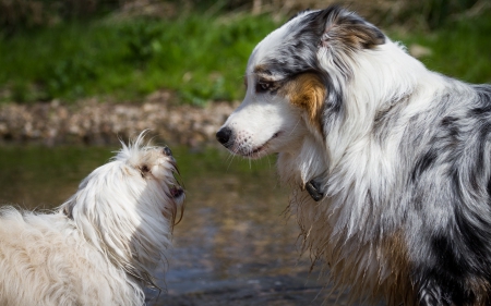 Dogs - pretty, puppys, beautiful, dog, lovely, sweet, animal, dogs, cute, puppy, animals