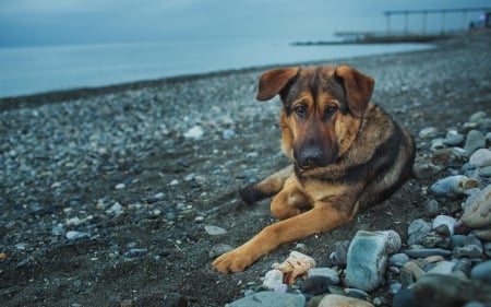 German shepherd - animal, pretty, cute, animals, beautiful, sweet, puppy, puppys, dogs, lovely, dog