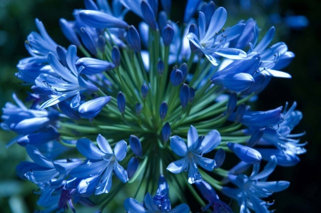 Stunning Bluebell Flowers - macro, flowers, bluebell, nature