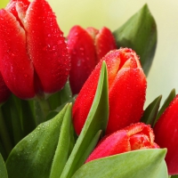 Beautiful Red Tulips