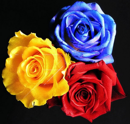 Three Color Roses - three, red, roses, flowers, yellow, nature, color, blue