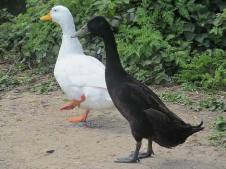 Ebony & Ivory - ducks, feathers, animals, waterfowl, birds