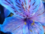 Blue tiger lily