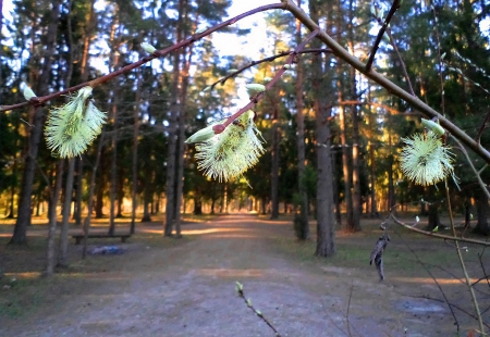 Spring morning. - nature, fields, forests, other