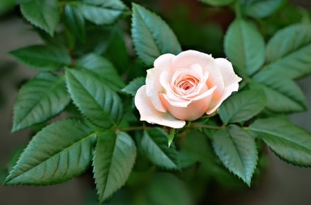 Rose - one, rose, pink, beautiful