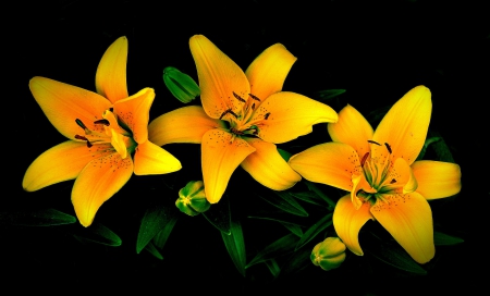 Flowers - flowers, yellow, three, beautiful