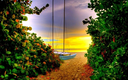 Path to Sunset - sky, beach, bush, leaves, colors