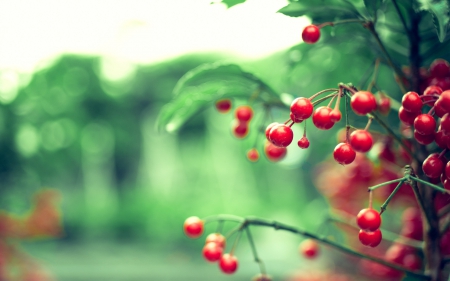 Red berries - bokeh, berry, red, green, fruit