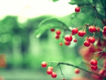 Red berries