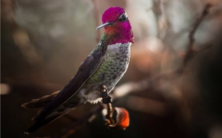 Humming-bird - feather, bird, pink, cute, bokeh, humming-bird, glitter