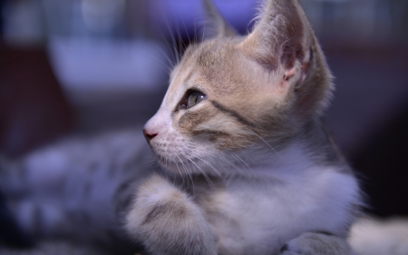 Cat - white, purple, animal, cute, beauty, cat